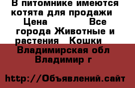 В питомнике имеются котята для продажи › Цена ­ 30 000 - Все города Животные и растения » Кошки   . Владимирская обл.,Владимир г.